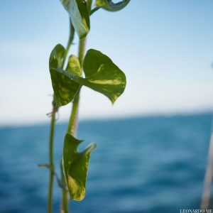 Allison and John Sailboat Wedding