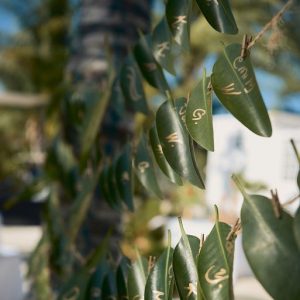 Danielle and Jon Caye Caulker Wedding