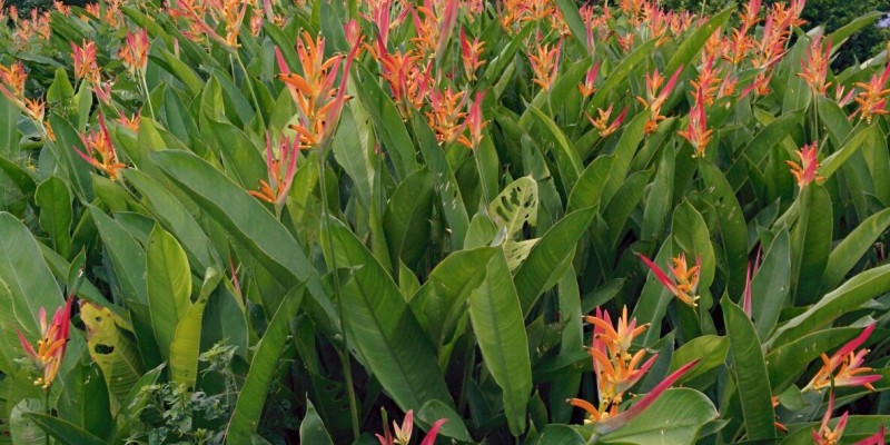 Belize Wedding Flowers