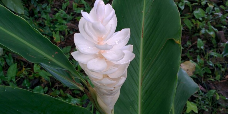 Belize Wedding Flowers