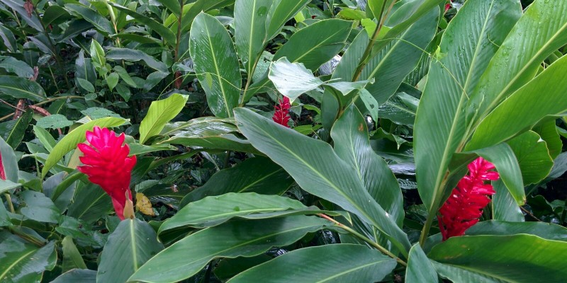 Belize Wedding Flowers